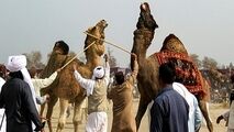 کُشتی شترها!