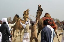 کُشتی شترها!