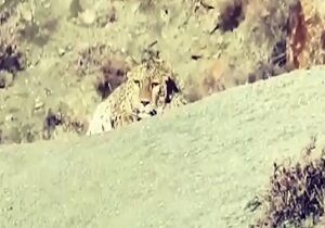 تصویربرداری از پلنگ ایرانی در پارک ملی گلستان