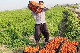پشت پرده پرواز قیمت رب گوجه فرنگی در قطب تولید گوجه فرنگی
