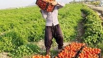 پشت پرده پرواز قیمت رب گوجه فرنگی در قطب تولید گوجه فرنگی
