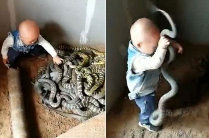 بازی کودک خردسال چینی با مارها!