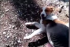 دوستی جالب سگ و غاز!