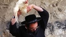 مرغی که از خجالت شهرک‌نشین صهیونیست درآمد!