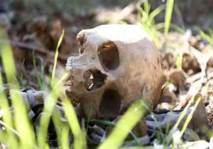 قتل عام کودکان به دست داعش در حویجه عراق