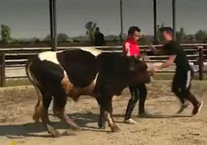 سرگرمی بی رحمانه چینی‌ها با گاوها