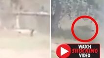 لحظه حمله مرگبار شیر به مرد جوان هندوستانی!