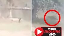 لحظه حمله مرگبار شیر به مرد جوان هندوستانی!