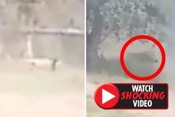 ویدیو/ لحظه حمله مرگبار شیر به مرد جوان هندوستانی!