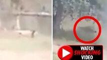 لحظه حمله مرگبار شیر به مرد جوان هندوستانی!