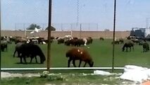 زمین چمن فوتبال یا چراگاه گوسفندان؟! 