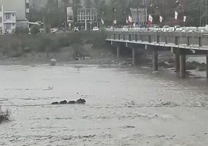 گرفتار شدن گرازها در رودخانه میناب
