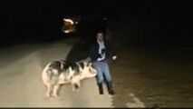 تعقیب گزارشگر توسط خوک حین گزارش زنده تلویزیونی!