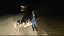 تعقیب گزارشگر توسط خوک حین گزارش زنده تلویزیونی!