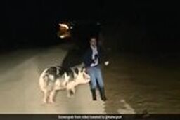 تعقیب گزارشگر توسط خوک حین گزارش زنده تلویزیونی!