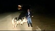 تعقیب گزارشگر توسط خوک حین گزارش زنده تلویزیونی!