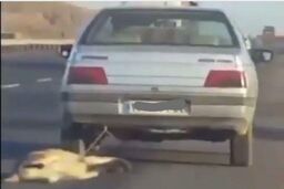 شکنجه بی‌رحمانه سگ زبان بسته توسط راننده خودروی سواری