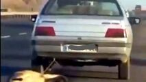 شکنجه بی‌رحمانه سگ زبان بسته توسط راننده خودروی سواری