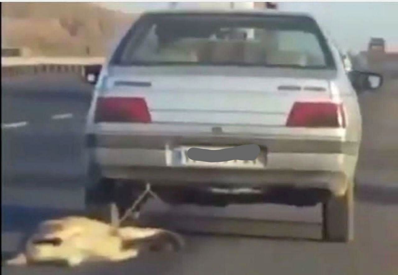شکنجه بی‌رحمانه سگ زبان بسته توسط راننده خودروی سواری