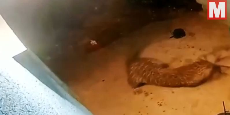 حمله غافلگیرکننده پلنگ به سگ نگهبان!