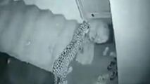 حمله غافلگیرانه پلنگ به سگ بیچاره 