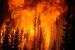 آتشی که به فرشته مرگ مردم کالیفرنیا تبدیل شده است