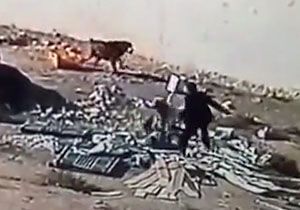 سگی که صاحبش را از چنگال سگ ولگرد نجات داد