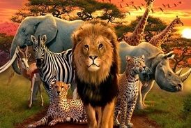 باهوش ترین حیوانات جهان کدام حیوانات هستند؟