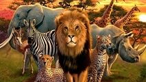 باهوش ترین حیوانات جهان کدام حیوانات هستند؟