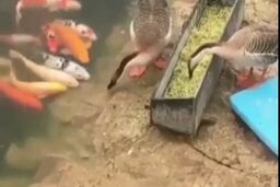 غذا دادن اردک به ماهی‌ها!