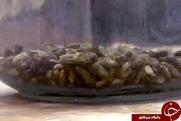 چندش‌آورترین نان‌هایی که یک نانوایی پخت می‌کند