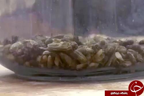 چندش‌آورترین نان‌هایی که یک نانوایی پخت می‌کند