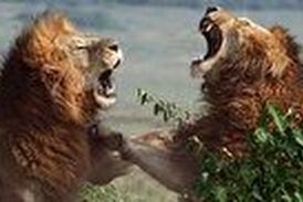 ویدیو/ جنگ خونین ۲ شیرنر خشمگین با یکدیگر 