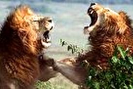 جنگ خونین ۲ شیر نر خشمگین با یکدیگر 