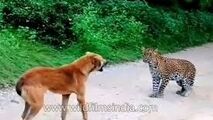 حمله پلنگ به یک سگ و واکنش دیدنی هر دو!