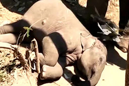 مهر مادری یک فیل نسبت به نوزادش