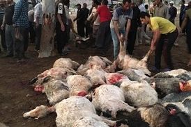 تلف شدن ۱۰۵ رأس گوسفند در اثر برخورد صاعقه