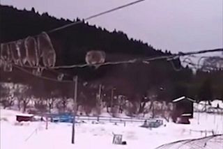 روش جالب میمون‌ها برای جلوگیری از خیس شدن در روزهای برفی