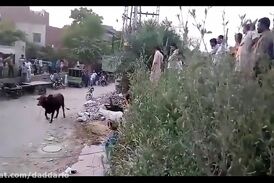 فیلم/ صحنه وحشتناکی که گاو خشمگین برای پیرمرد عصا به دست رقم زد 