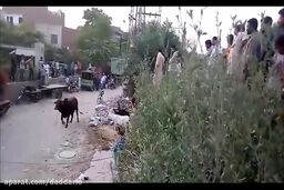 فیلم/ صحنه وحشتناکی که گاو خشمگین برای پیرمرد عصا به دست رقم زد 