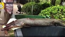 حمله ماهی غول پیکر درنده به دختر خردسال در پارک!