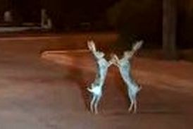 مسابقه بوکس خرگوش‌ها در خیابان! 