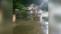 پرسه شیرهای سرگردان در شهر مردم را به وحشت انداخت 