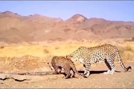 پلنگ ماده و توله‌اش در پارک ملی توران