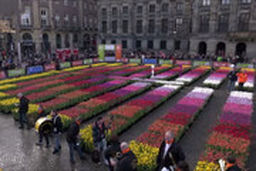  ۲۰۰ هزار شاخه گل لاله میدان معروف آمستردام