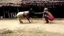 مبارزه عجیب پیرمرد هندو با یک گوسفند