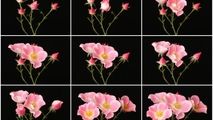 تایم لپسی از باز شدن شکوفه‌‌ گل‌ها
