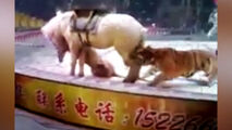حمله وحشتناک ببر به اسب در سیرک