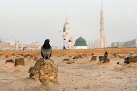زیارت بقیع در آخرین روز حضور حجاج ایرانی در مدینه +فیلم 