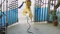 پرش وحشیانه مار به سمت دختر جوان